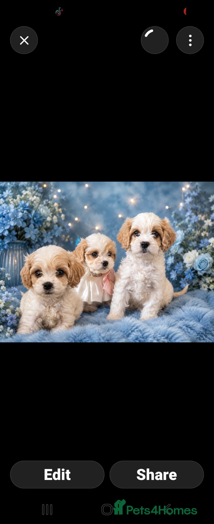 Cavapoochon dogs Extensively Health tested Ready to leave now 💕 - Advert 4