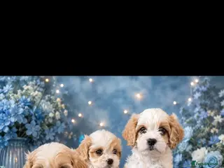 Cavapoochon dogs Extensively Health tested Ready to leave now 💕 - Advert 4