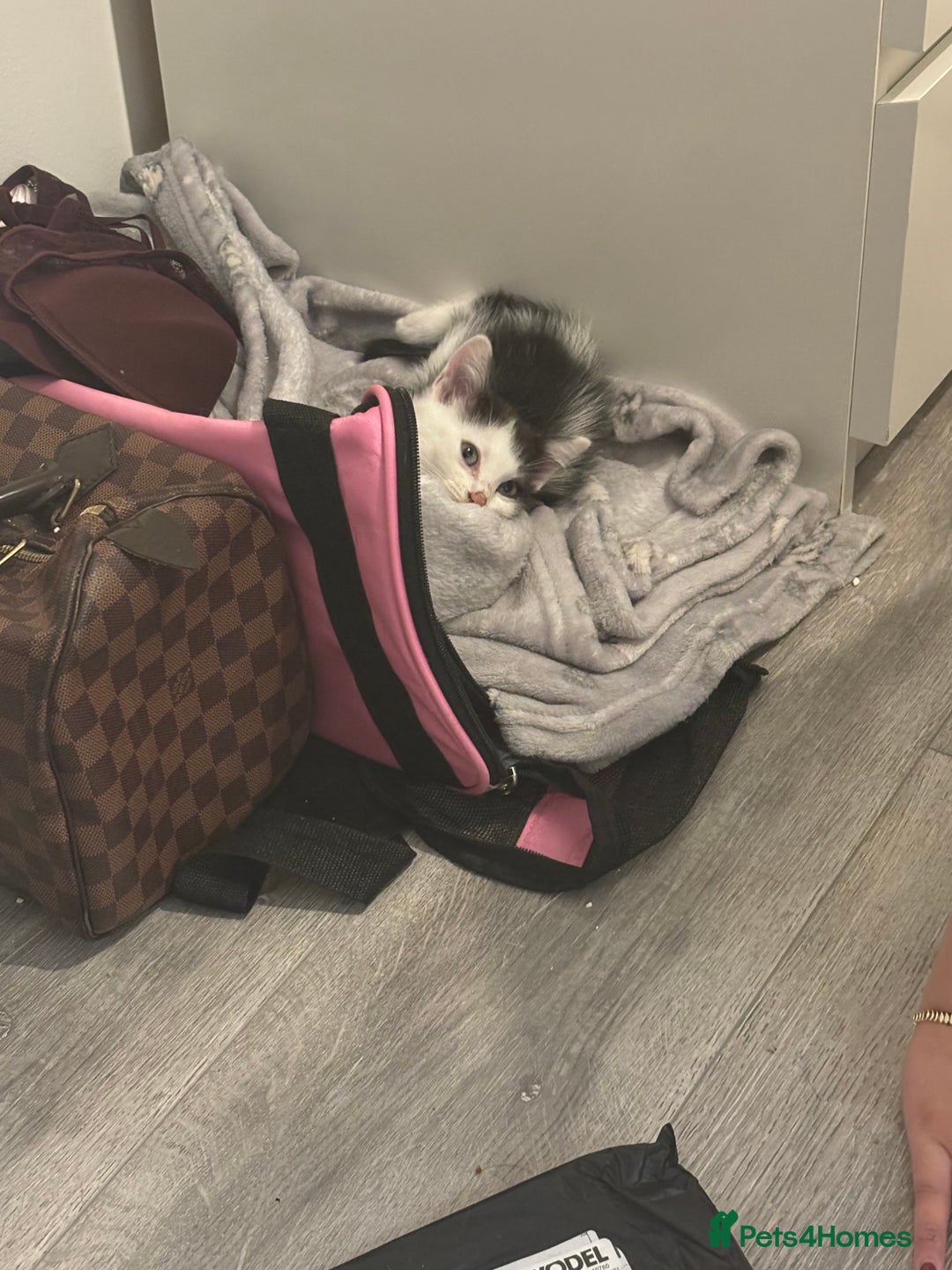 Mixed Breed cats for sale: Turkish angora kitten  - Advert 2