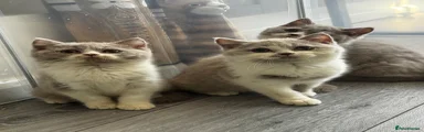 British Shorthair 2
