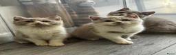 British Shorthair cats for sale: Beautiful British Shorthair Registered Kittens - Advert 8