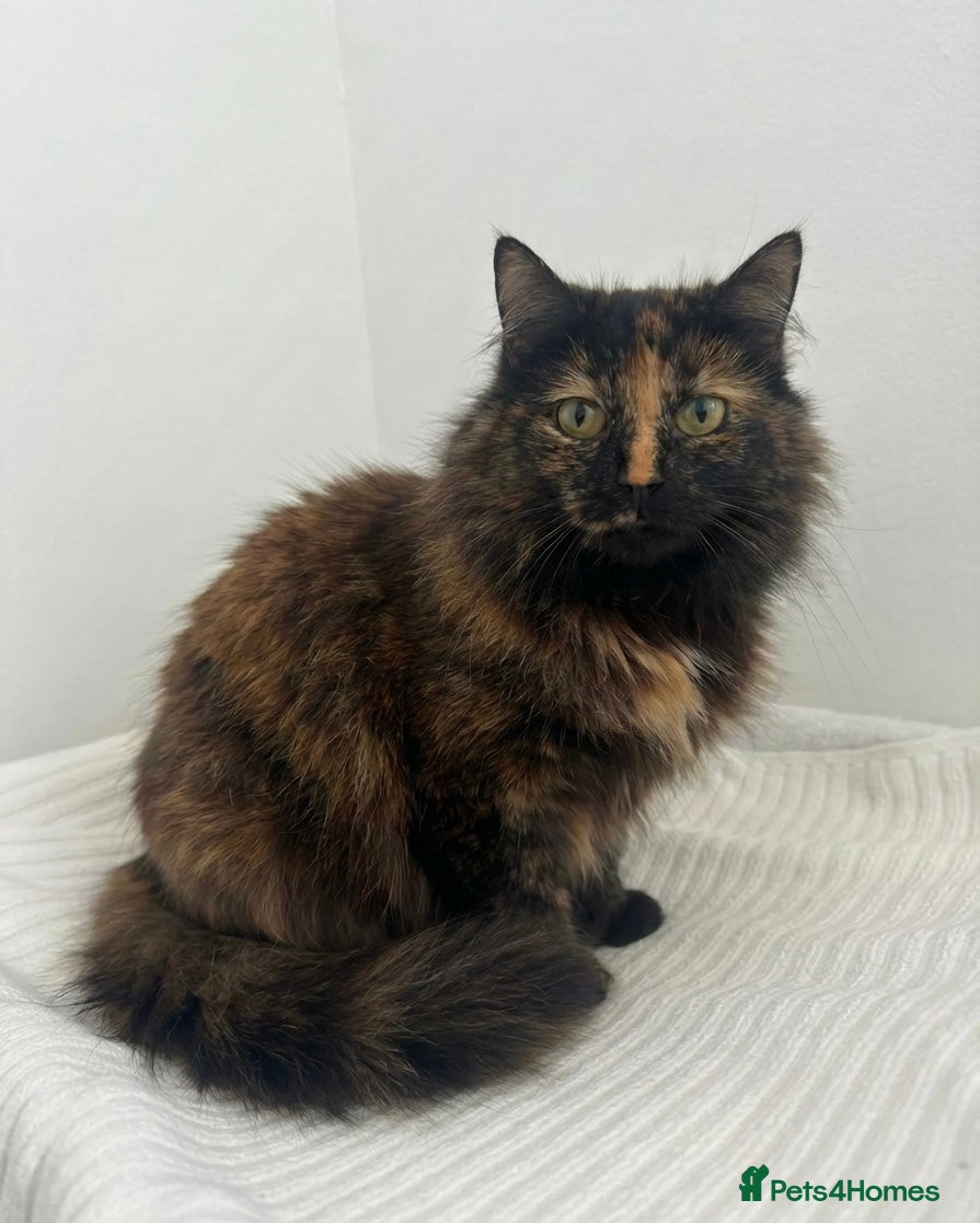 Mixed Breed cats Adorable Friendly Male Kittens🐈‍⬛🤍 - Advert 1