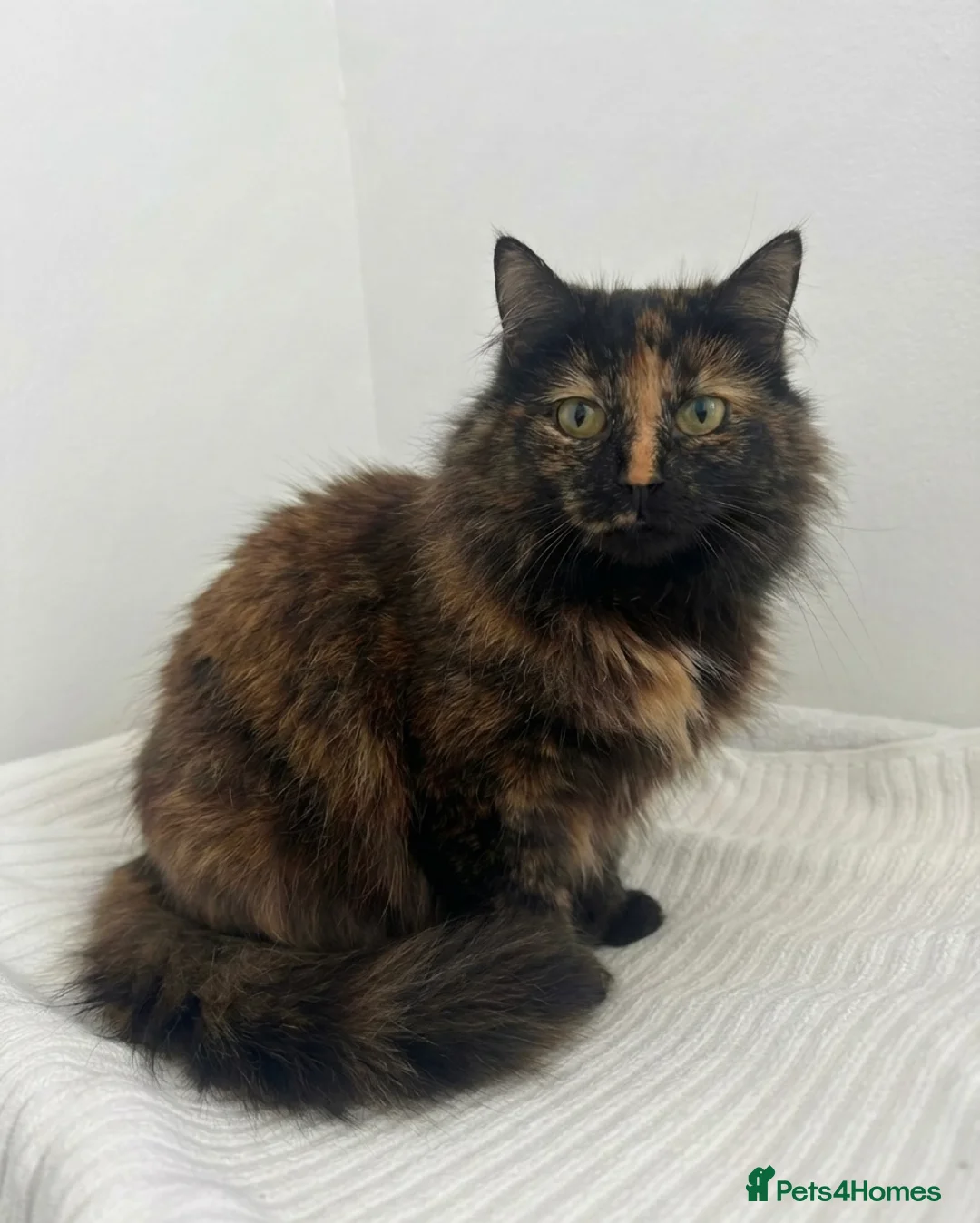 Mixed Breed cats for sale: Adorable Friendly Male Kittens🐈‍⬛🤍 - Advert 1