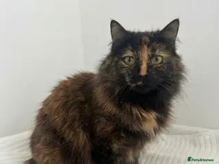 Mixed Breed cats Adorable Friendly Male Kittens🐈⬛🤍 - Advert 1