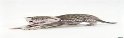Egyptian Mau cats for sale: TICA reg SNOW LEOPARD EGYPTIAN MAU X BENGAL  - Advert 9