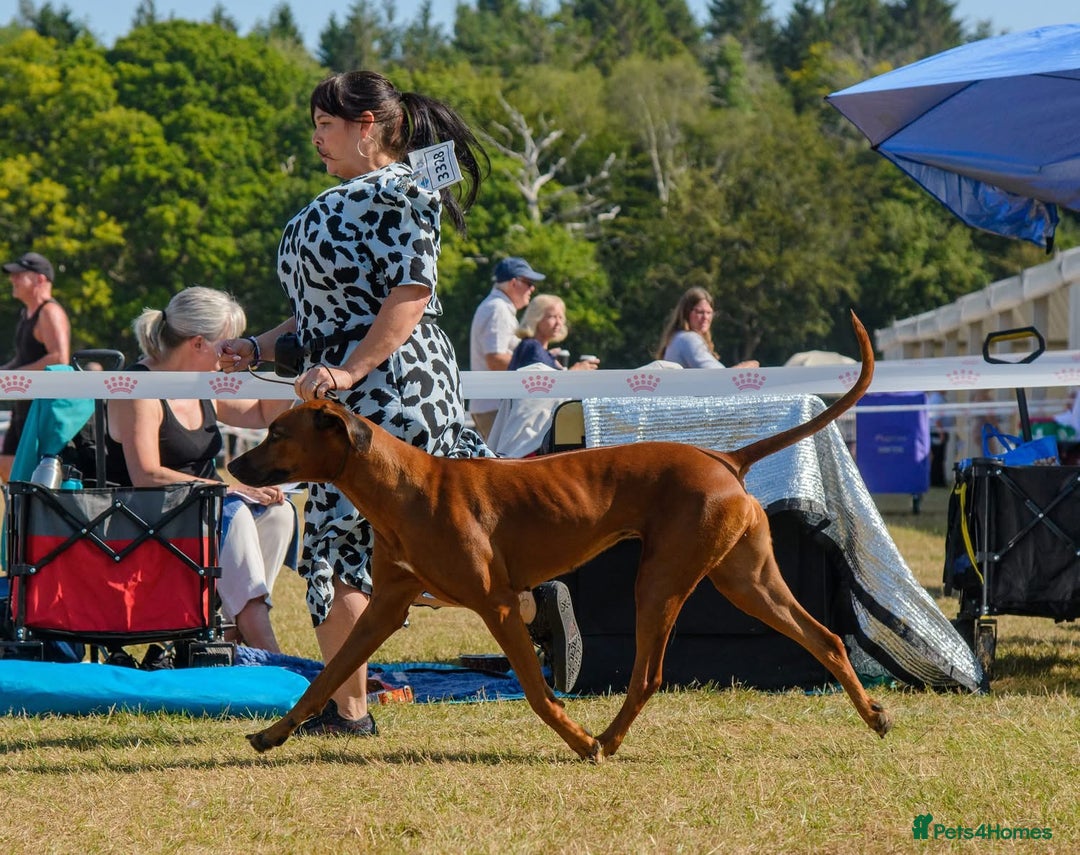 Rhodesian Ridgeback dogs for sale: Nyasharose ridgebacks  - Advert 2