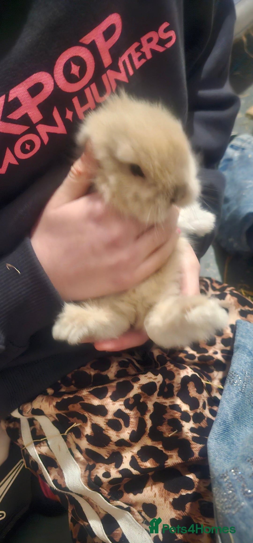 Dwarf Lop rabbits for sale: Baby dwarf rabbit for sale  - Advert 1
