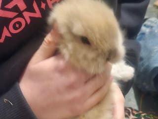 Dwarf Lop rabbits Baby dwarf rabbit for sale - Advert 5