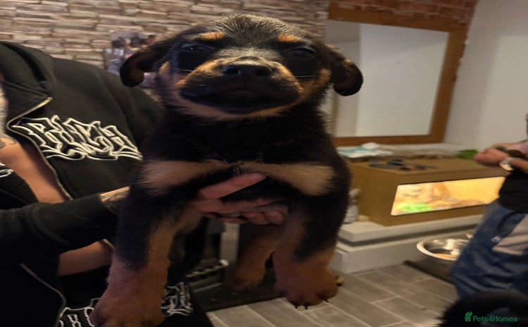 Rottweiler dogs - Advert 1