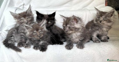 Maine Coon cats - Advert 5
