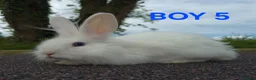 Lionhead rabbits for sale: Stunning lionheads  in Holsworthy - Advert 5