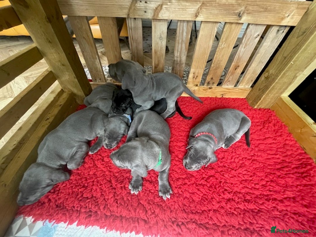 Great Dane dogs for sale: KC registered Great Danes  blues & black - Image 21