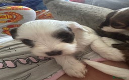 Jackapoo dogs for sale: Cavapoo x jack Russell puppies  - Image 16