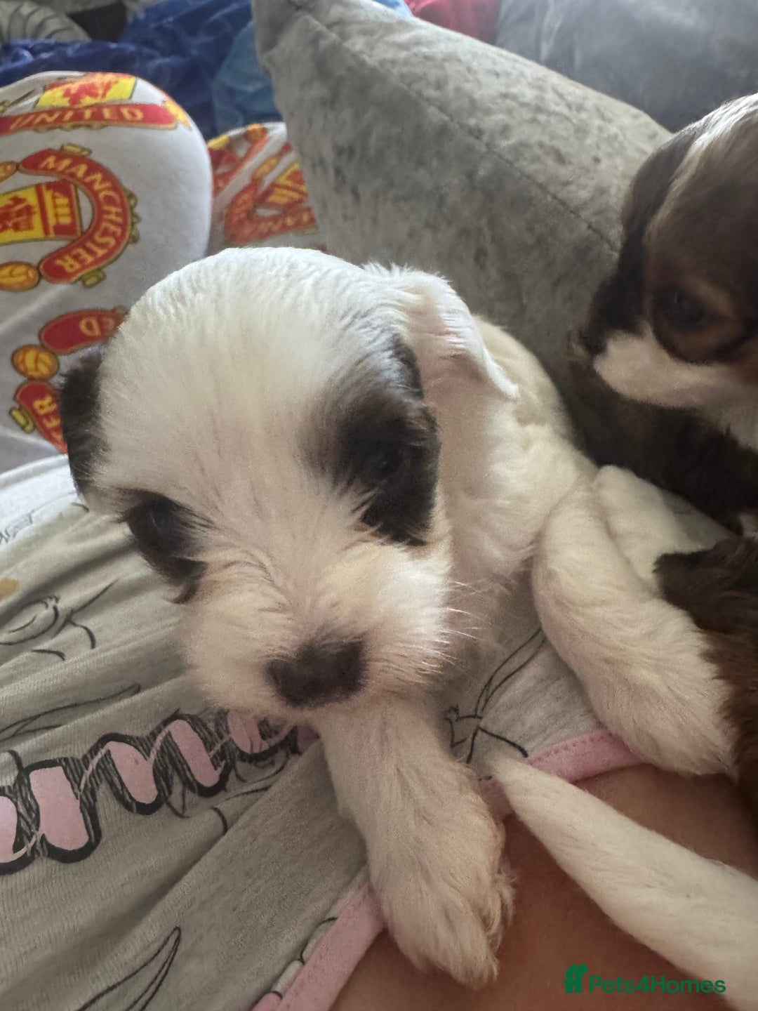 Jackapoo dogs for sale: Cavapoo x jack Russell puppies  - Image 16