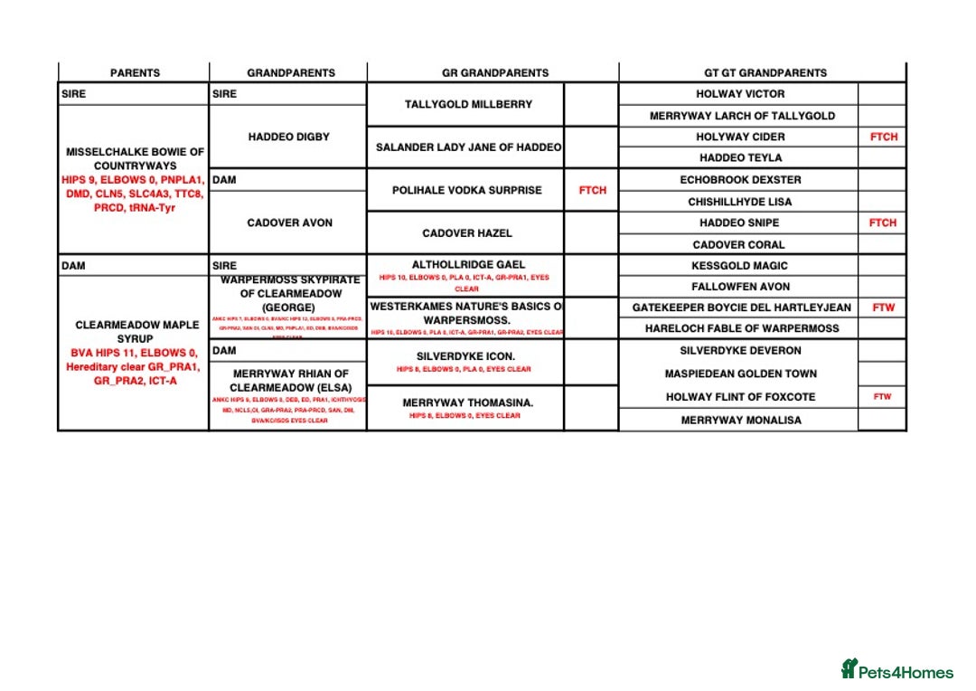 Golden Retriever dogs for sale: BEAUTIFUL GOLDEN RETRIEVERS-PARENTS HEALTH TESTED - Advert 7