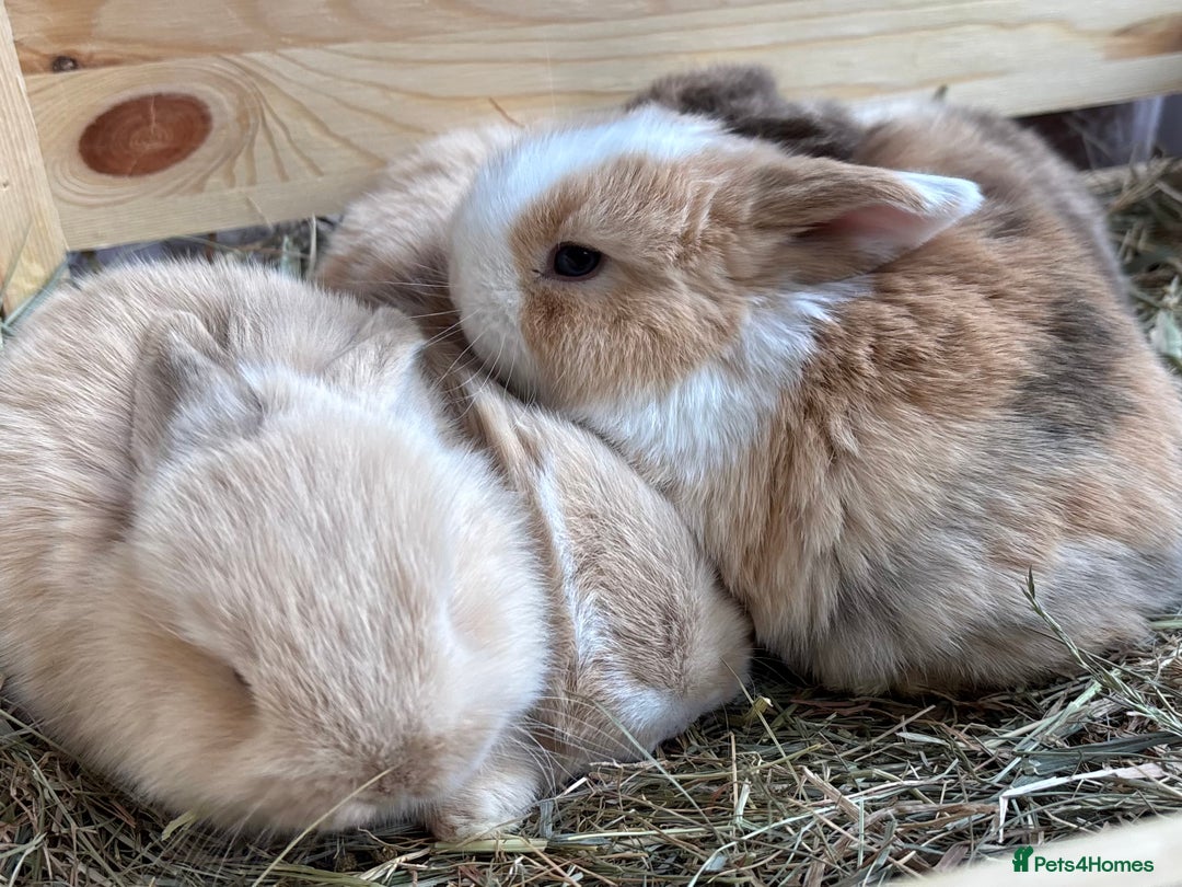 Mini Lop rabbits for sale: Pure mini lop babies - Advert 4
