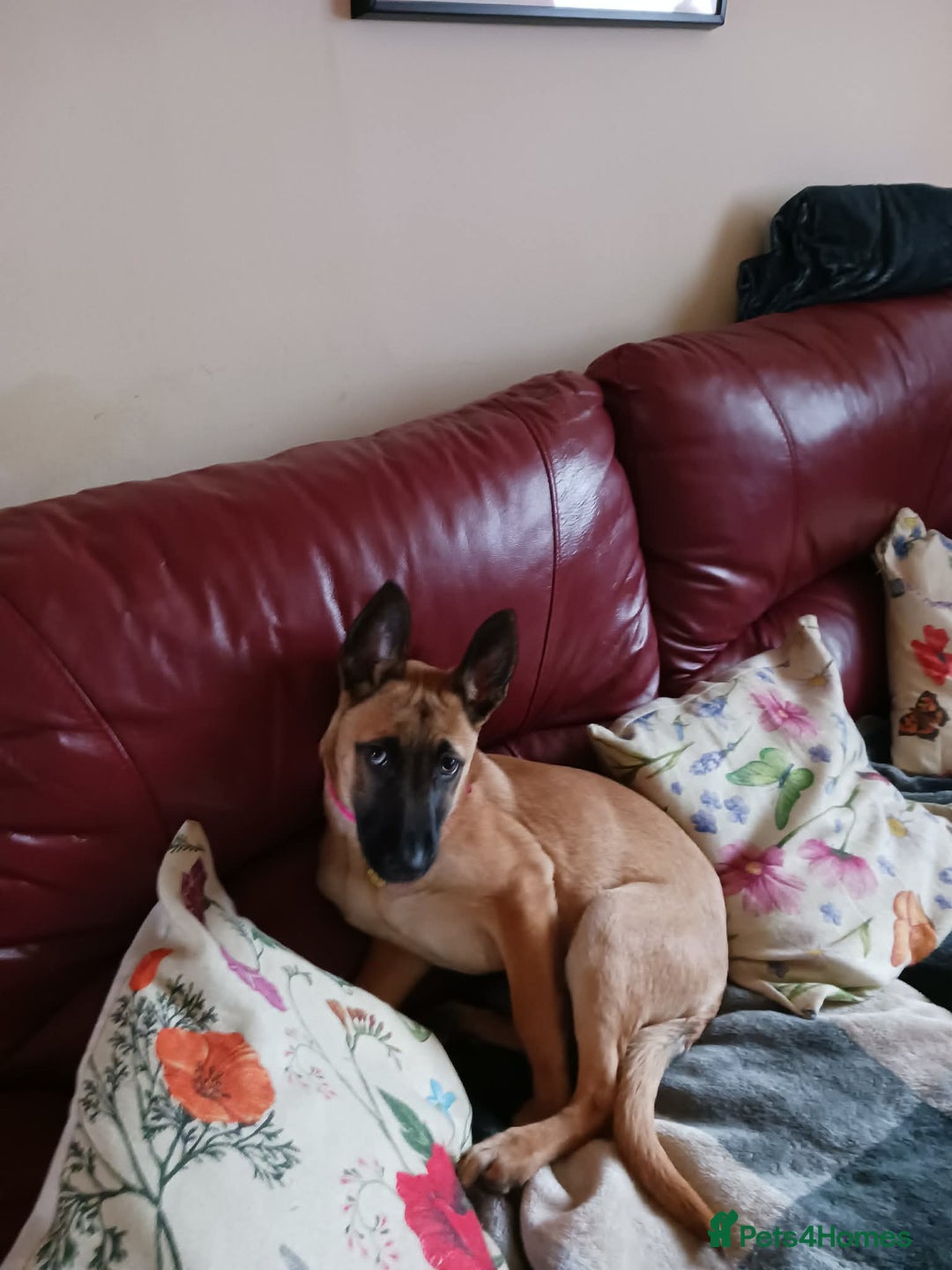 Belgian Shepherd Dog dogs for sale: Belgian Malinois puppy - Advert 3