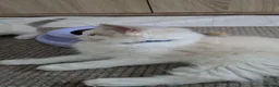 Ragdoll cats for sale: TICA Ragdoll Kittens – Bicolour & Lynx - Advert 14