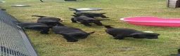 Flat coated Retriever dogs for sale: Ready now Flat coat retriever 2 left 1 boy 1 girl - Advert 8