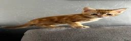 Mixed Breed cats for sale: Three beautiful kittnes for sale in Tipton - Advert 4