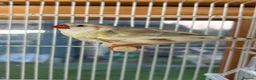 Finches birds for sale: Stunning finches - Zebras, javas, manakins  - Advert 22