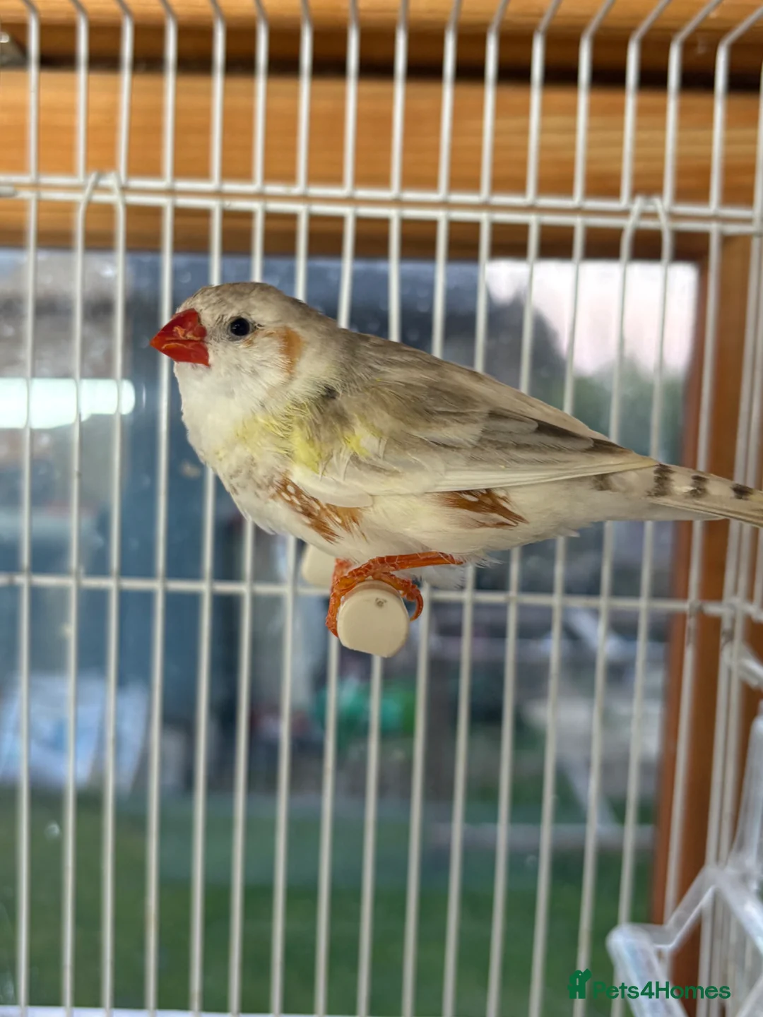 Finches birds for sale: Stunning finches - Zebras, javas, manakins  - Advert 22