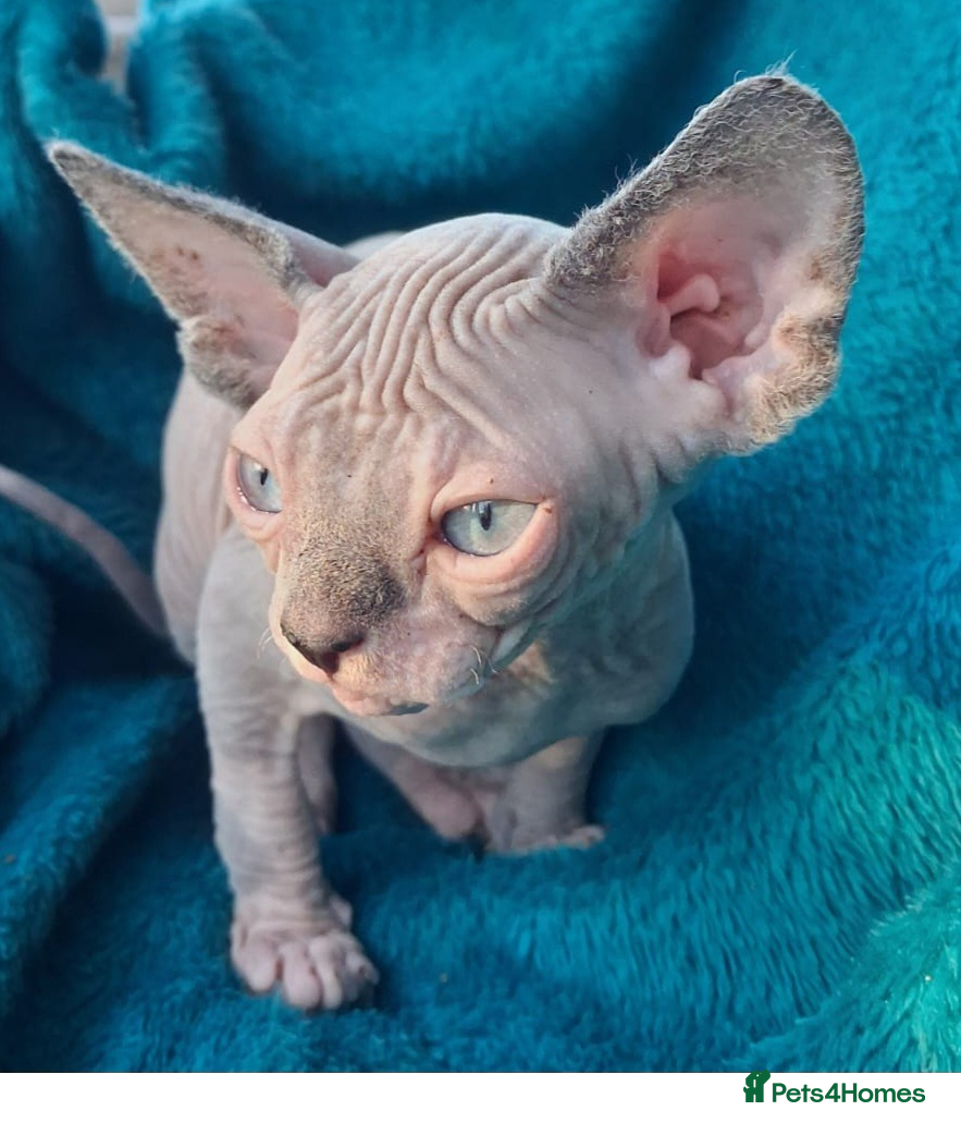 Sphynx cats Sphynx kittens - Advert 6