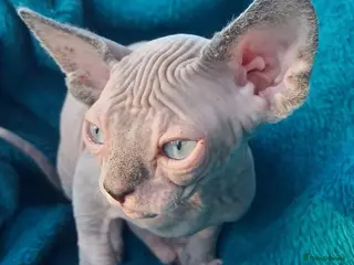 Sphynx cats Sphynx kittens - Advert 6