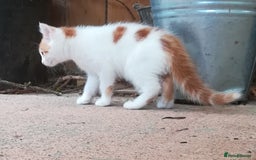 Mixed Breed cats for sale: CLEVER, BEAUTIFUL, KITTENS READY FOR FOREVER HOMES - Image 15