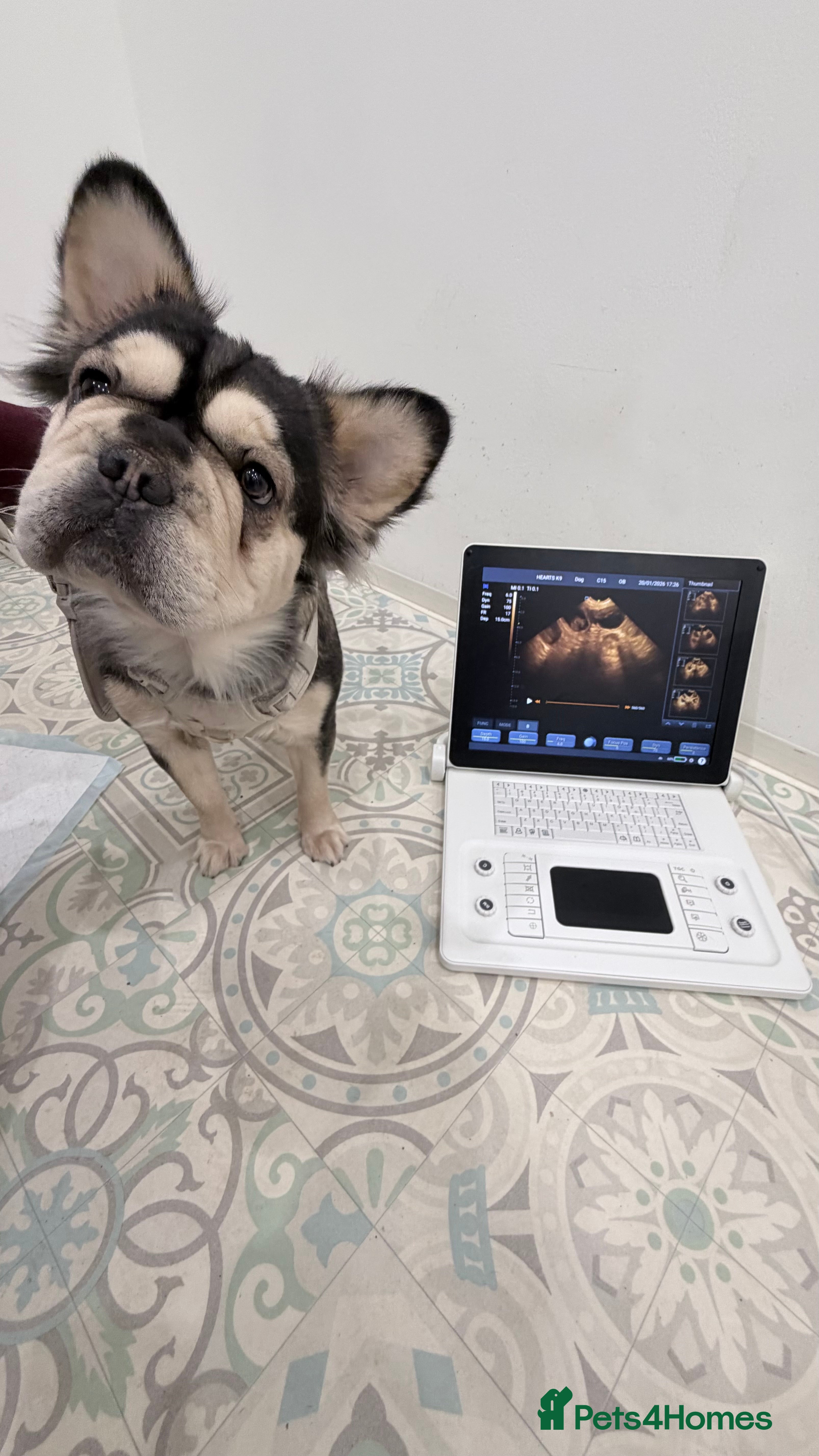 French Bulldog dogs ⭐️KC registered confirmed litter EA Husky⭐️ - Advert 1