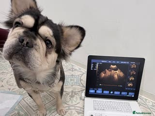 French Bulldog dogs ⭐️KC registered confirmed litter EA Husky⭐️ - Advert 1