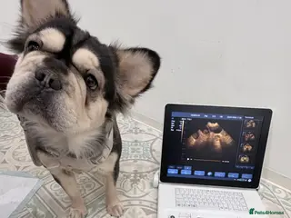 French Bulldog dogs ⭐️KC registered confirmed litter EA Husky⭐️ - Advert 13