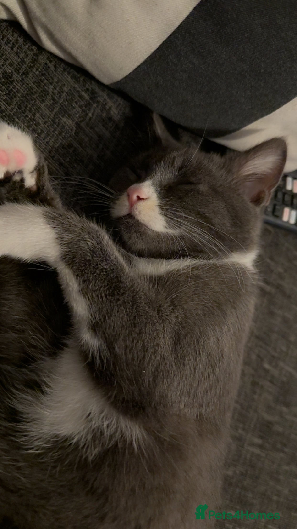 Mixed Breed cats for sale: Urgent - Sweet kitten - Advert 8