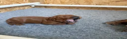 Cockapoo dogs for sale: F1b cockapoo puppies fully DNA and health tested. - Advert 16