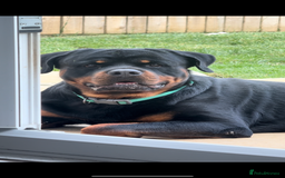 Rottweiler dogs for sale: Jett - Male, 1 year old - Image 2