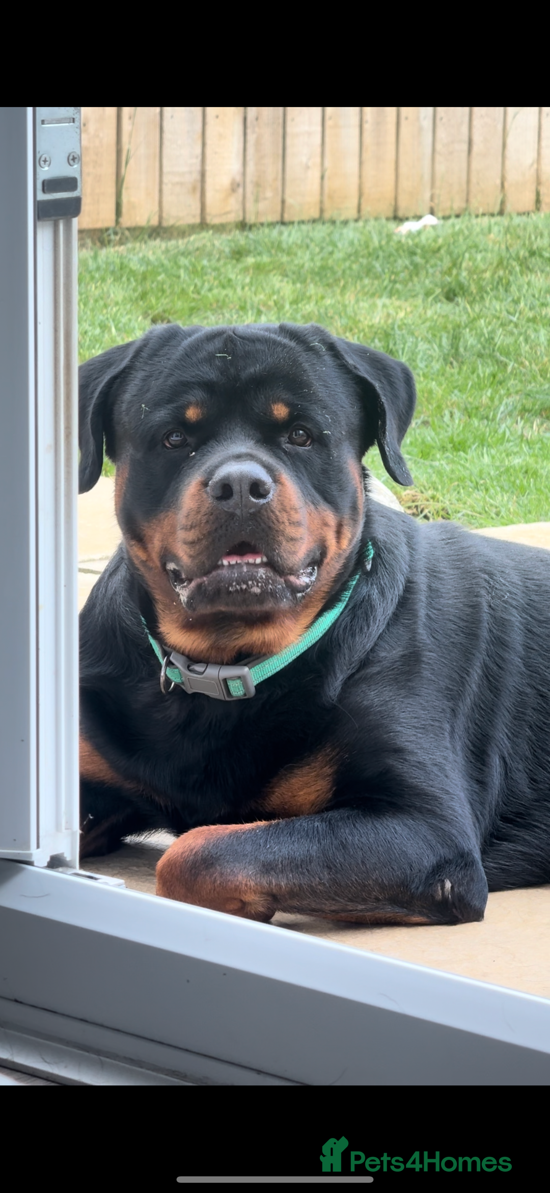 Rottweiler dogs for sale: Jett - Male, 1 year old - Image 2