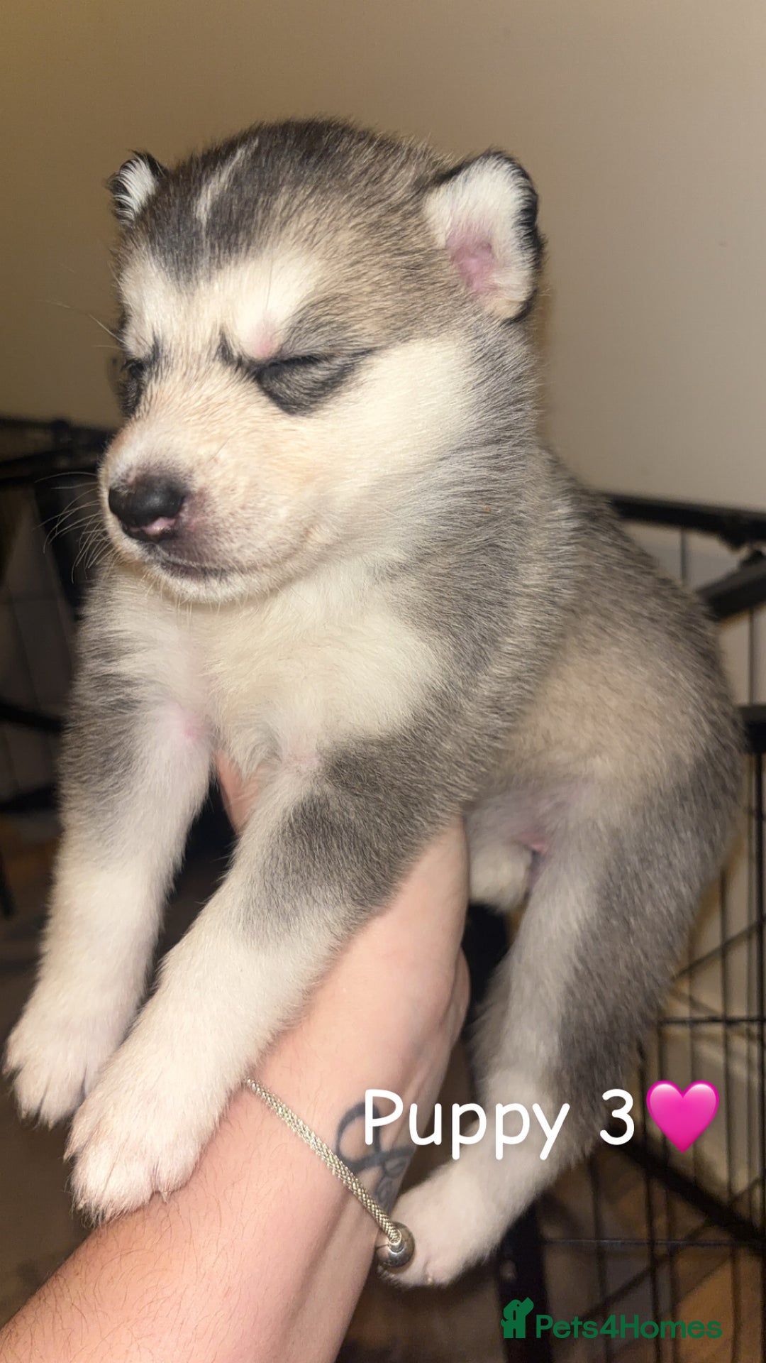 Siberian Husky dogs for sale: 6 beautiful Siberian husky’s🩷 - Advert 5