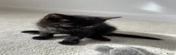 Ragdoll cats for sale: Friendly well handled black ragdoll x short hair  - Advert 12