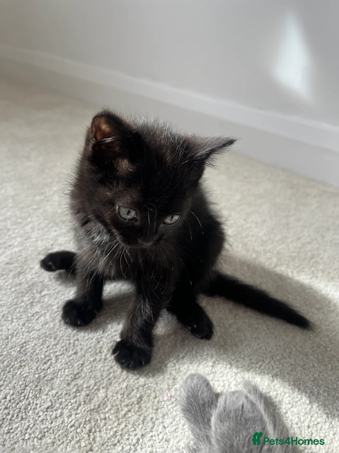 Ragdoll cats for sale: Friendly well handled black ragdoll x short hair  - Advert 12