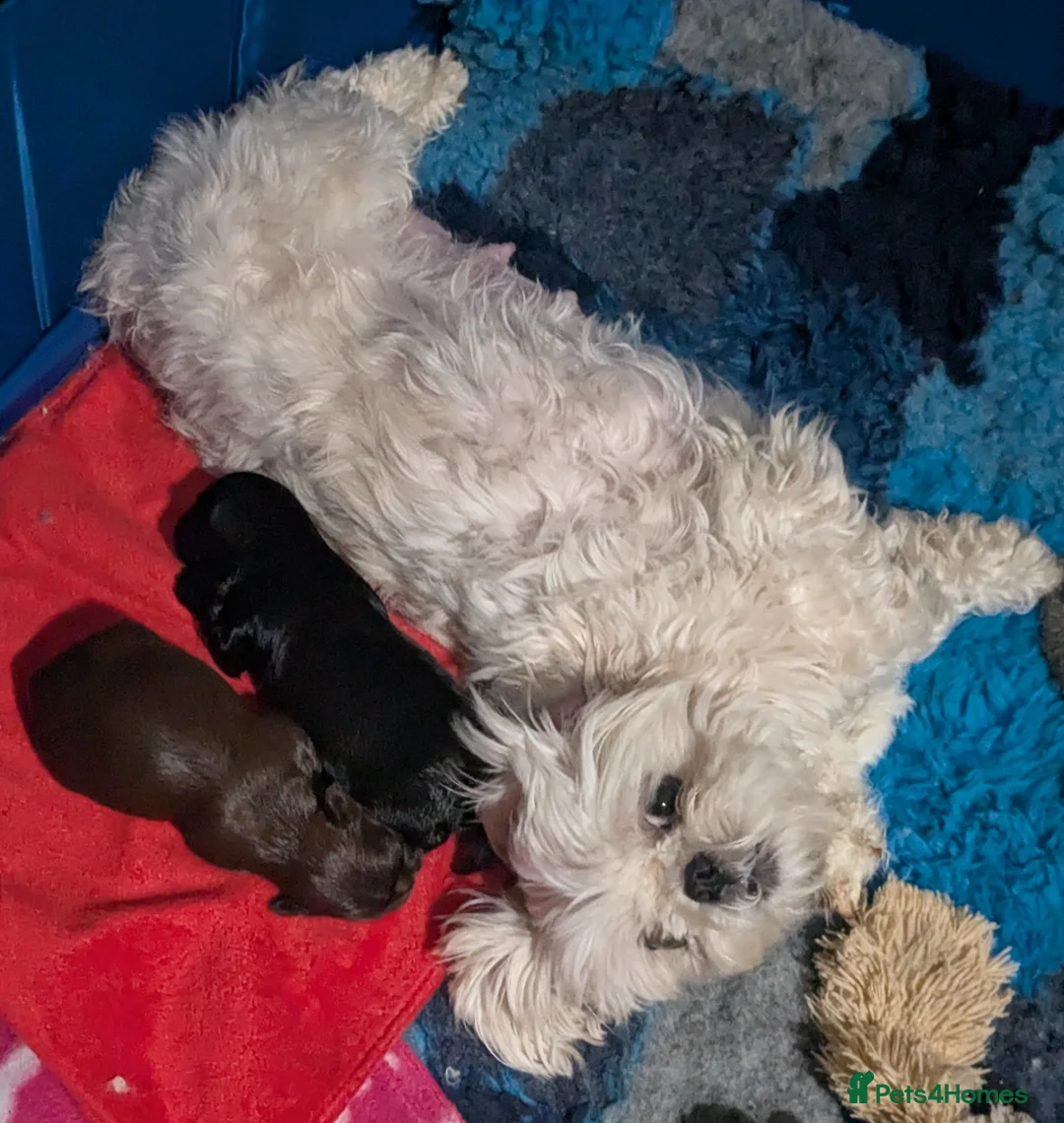 Shih Tzu dogs for sale: 2 beautiful KC imperial shih tzu boys available  - Advert 1