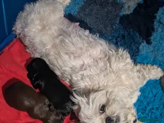 Shih Tzu dogs 2 beautiful KC imperial shih tzu boys available - Advert 9