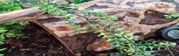 Leopard Gecko reptiles for sale: Leopard Gecko with 4ftx2ft Vivarium in Chatham - Advert 10