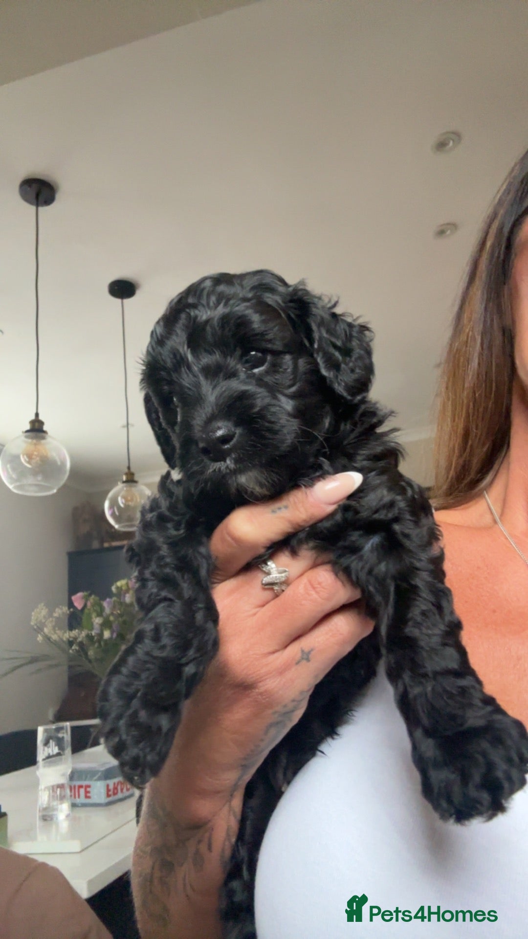 Cavapoo dogs Stunning Health Tested F1 Cavapoo Puppy’s  - Advert 2