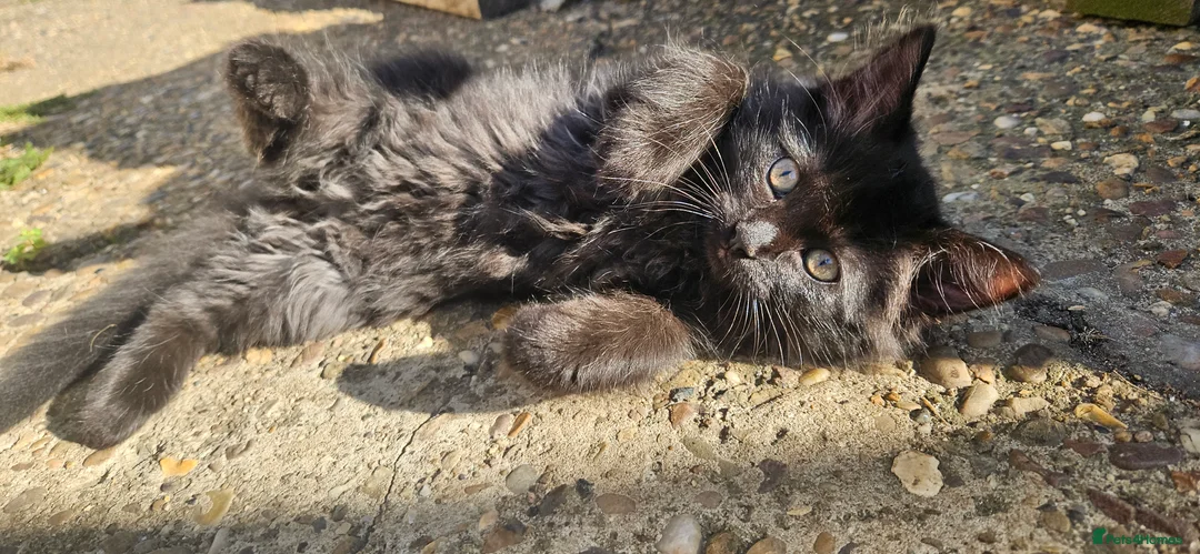 Mixed Breed cats for sale: Silver tabby ragdoll x  in Lincoln - Advert 2