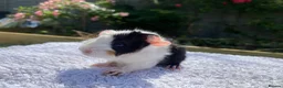 Guinea Pig rodents for sale: Teddy, Abyssinian and longhaired guinea pig pups - Advert 7