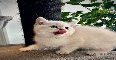 Selkirk Rex cats - Advert 11