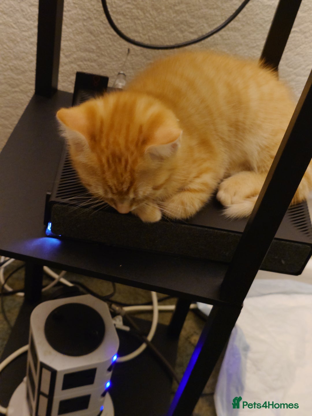 Mixed Breed cats for sale: 6 kittens of a Persian mum with Tuft ears. - Advert 21