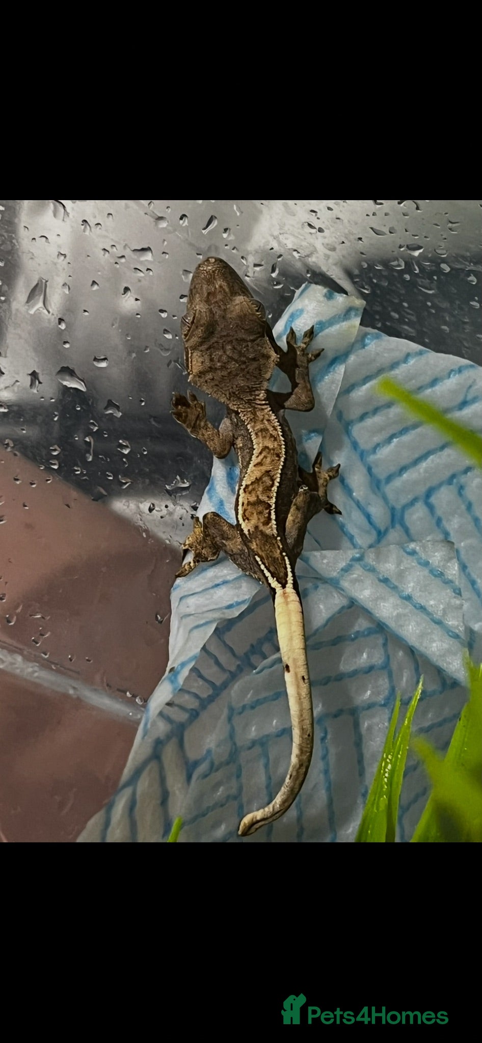 Gecko reptiles Crested gecko - Advert 1