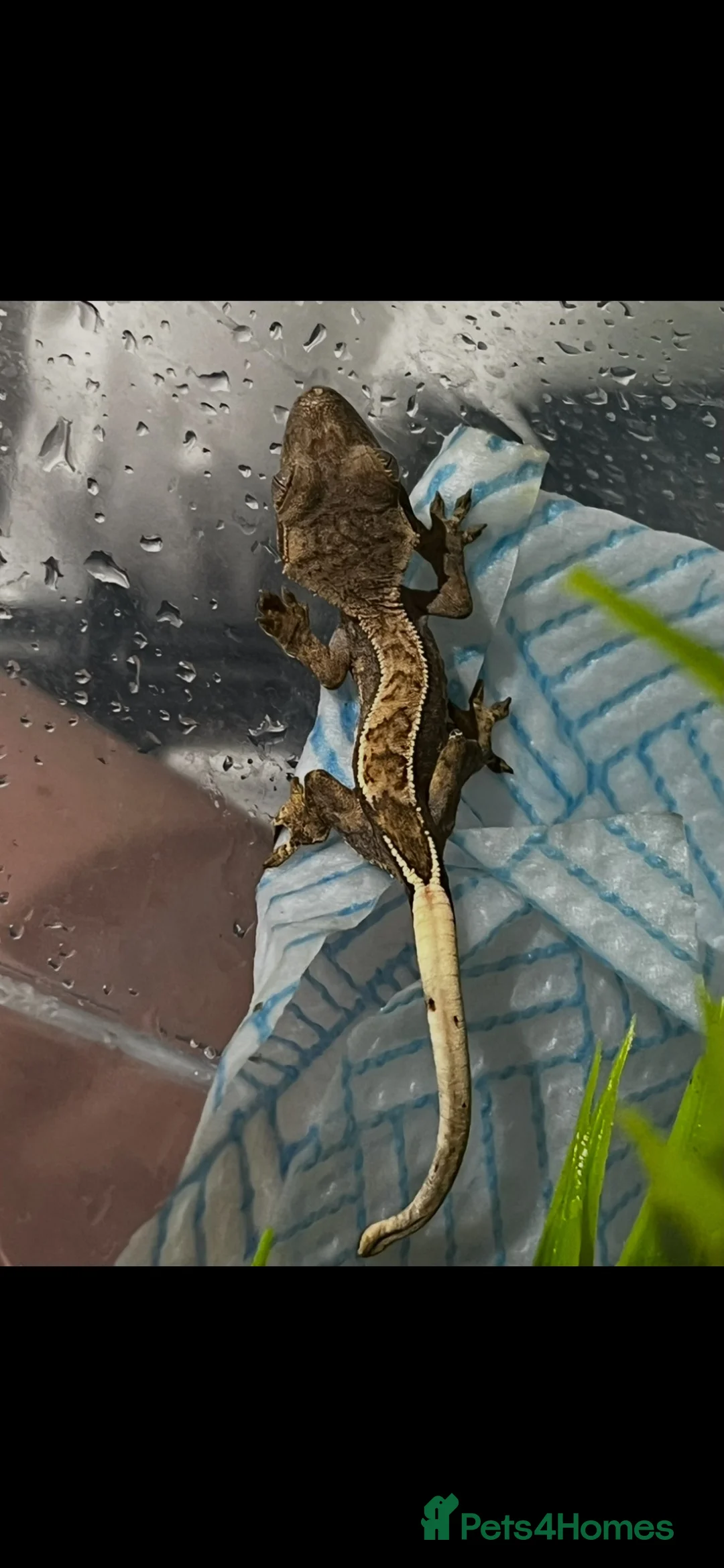 Gecko reptiles for sale: Crested gecko in South Ockendon - Advert 1