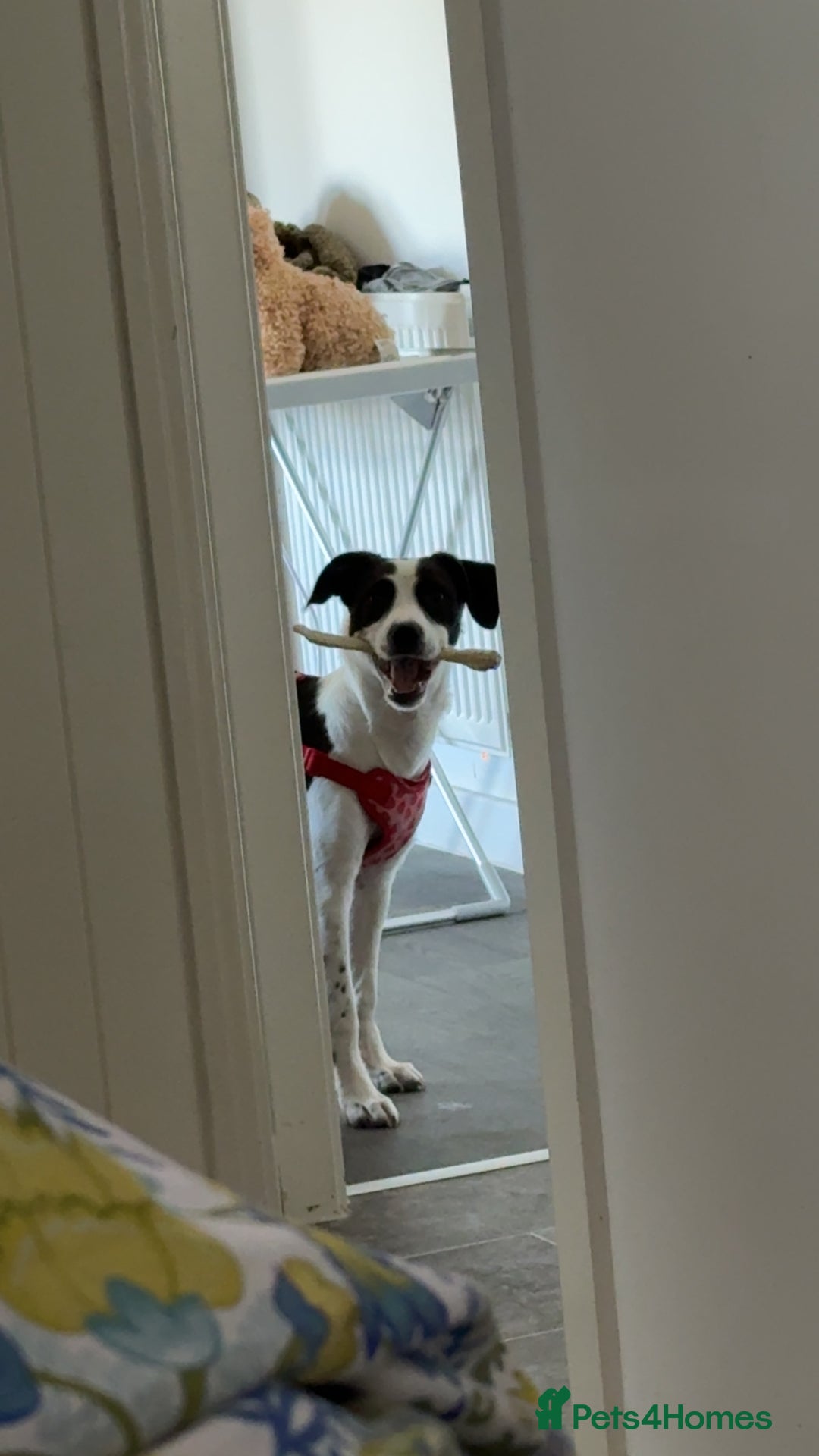 Mixed Breed dogs for sale: Bolt staffy and Jack russel mix  - Image 8